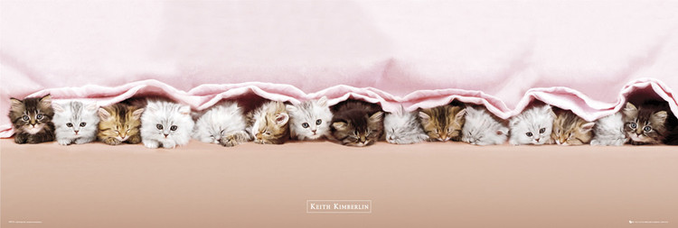 Poster Keith Kimberlin - kittens