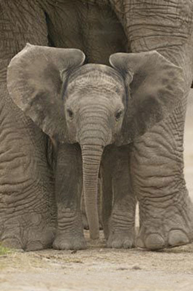 Poster Elefanter - Big Ears