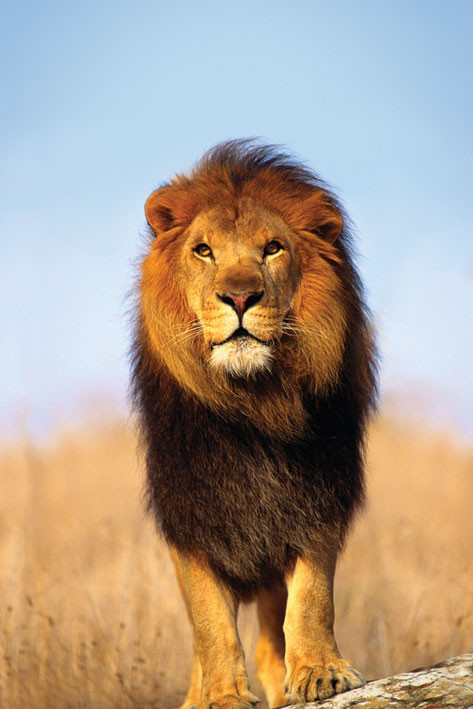 Poster African lion
