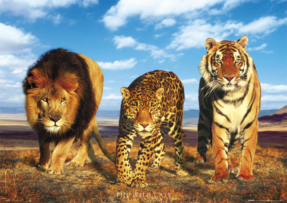 Poster Wild cats