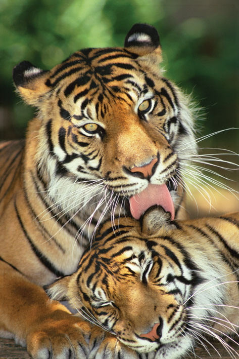 Poster Tigers - mother's love | Muur posters | 3+1 GRATIS