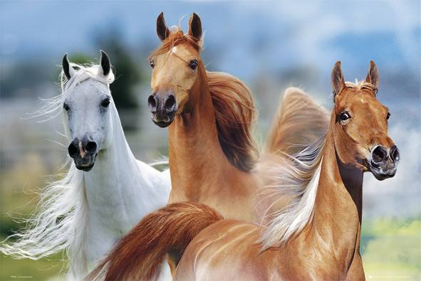 Poster Three horses - bob langrish