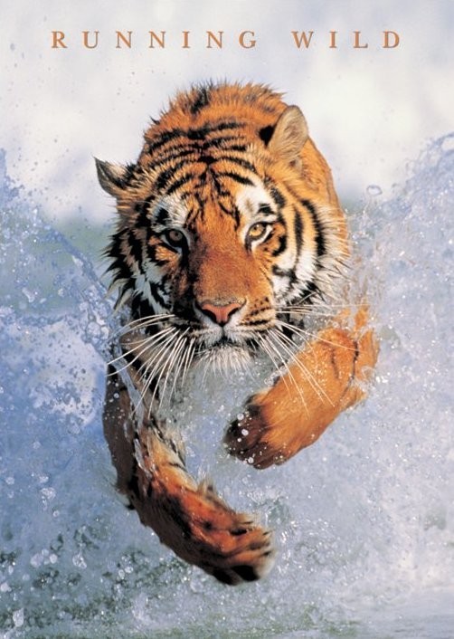 Poster Running wild - tiger in the water