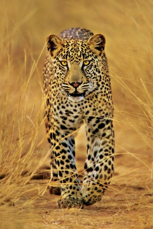 Poster Leopard