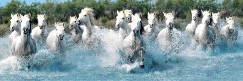 Poster Camar gue horses