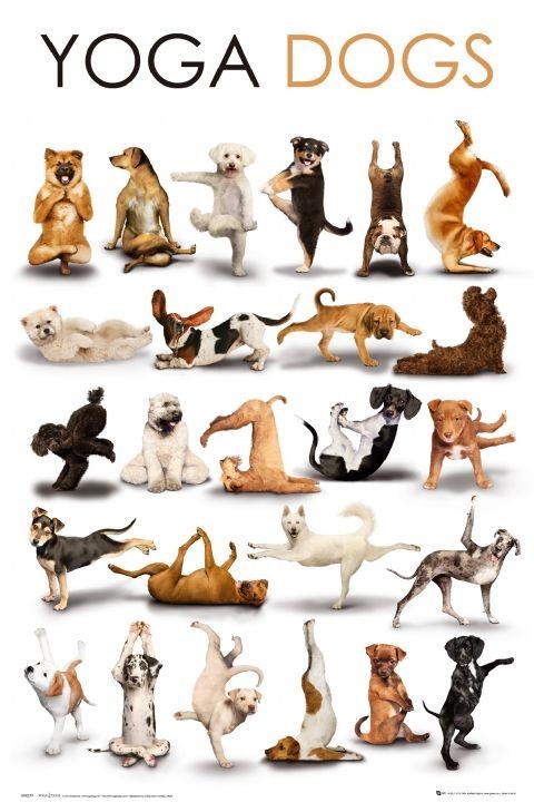 Poster Yoga dogs