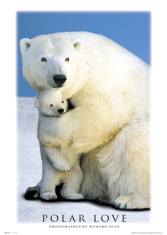 Plakát Polar love - medvědi