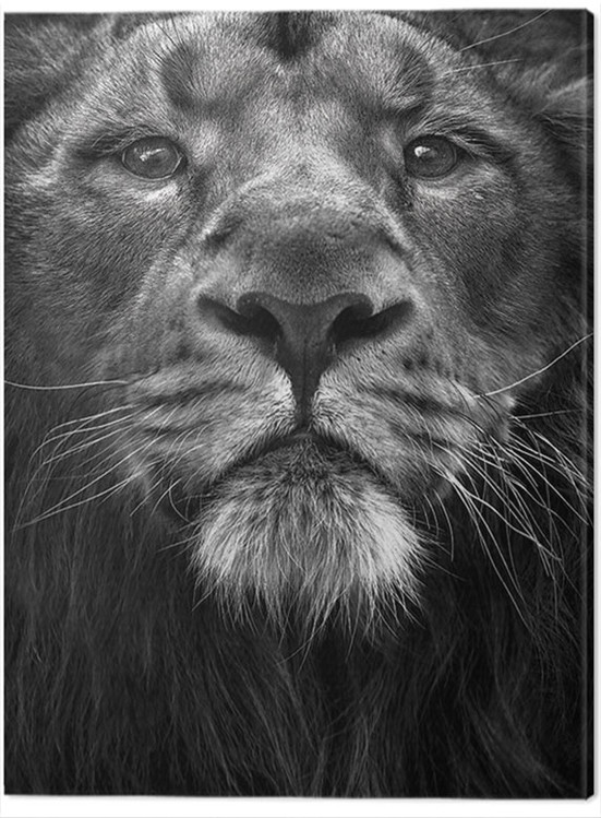 Bild auf Leinwand Marina Cano - The King