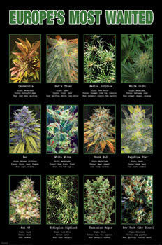 Poster Europe's most wanted