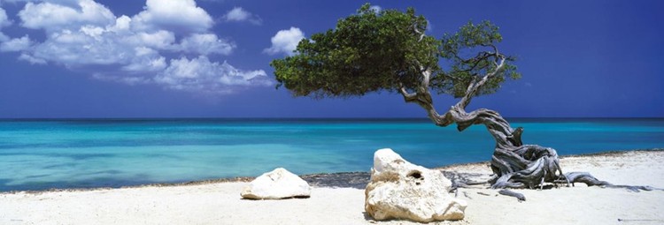 Poster Divi divi tree - Tom Mackie