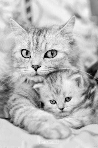 Poster Keith Kimberlin - cat and kitty