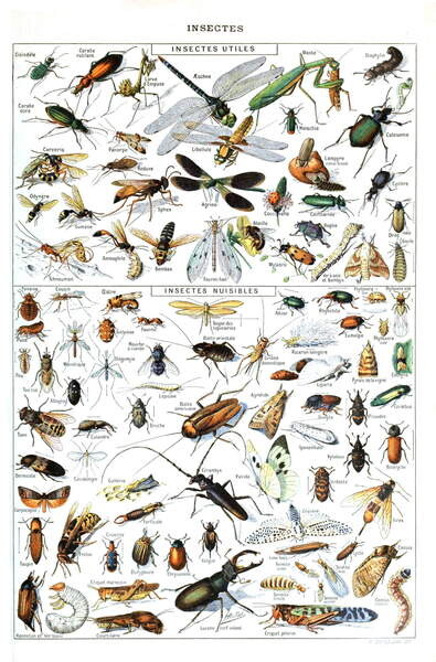 Obrazová reprodukce Illustration of useful Insects and insect pests c.1923, Millot, Adolphe Philippe, 26.7x40 cm