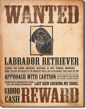 Metallschild BLACK LABRADOR - wanted