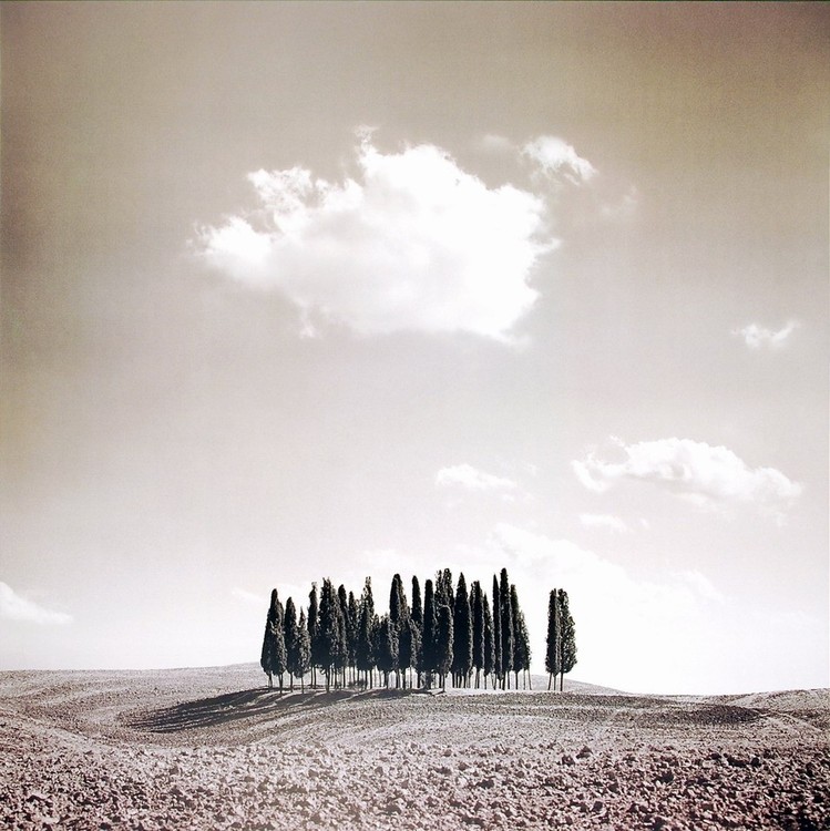 Művészeti nyomat Cypress Trees