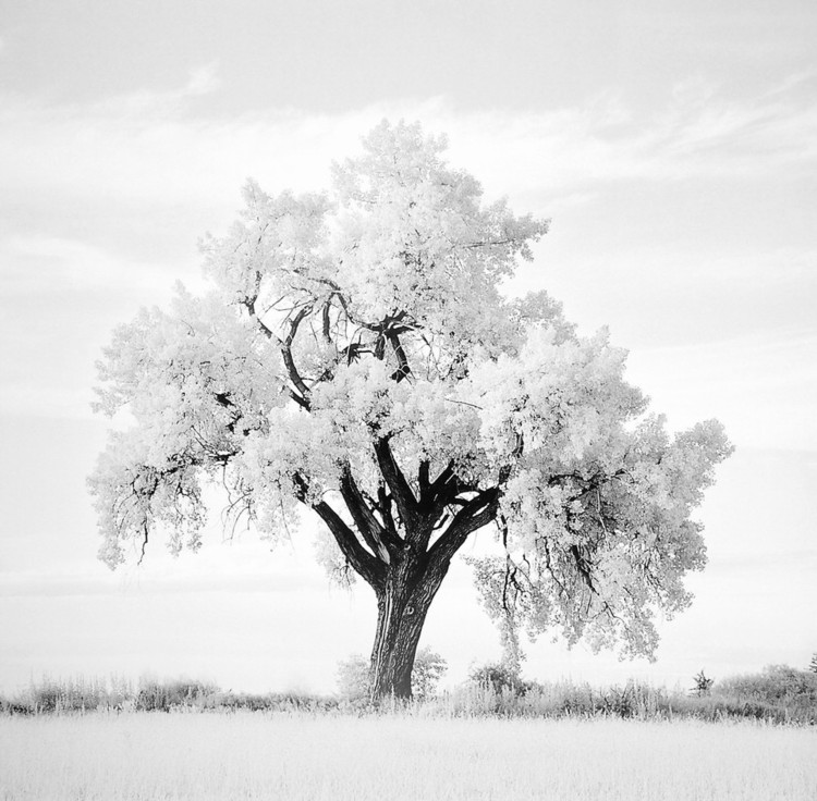 Konsttryck Oak Tree