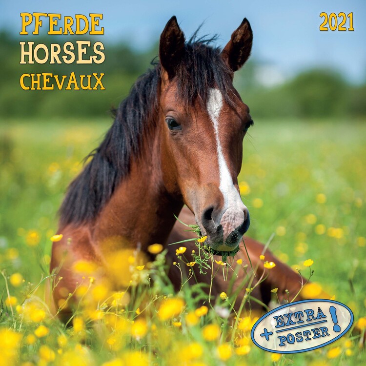 Naptár 2027 Horses