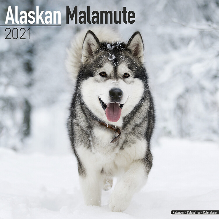Naptár 2027 Alaskan Malamute
