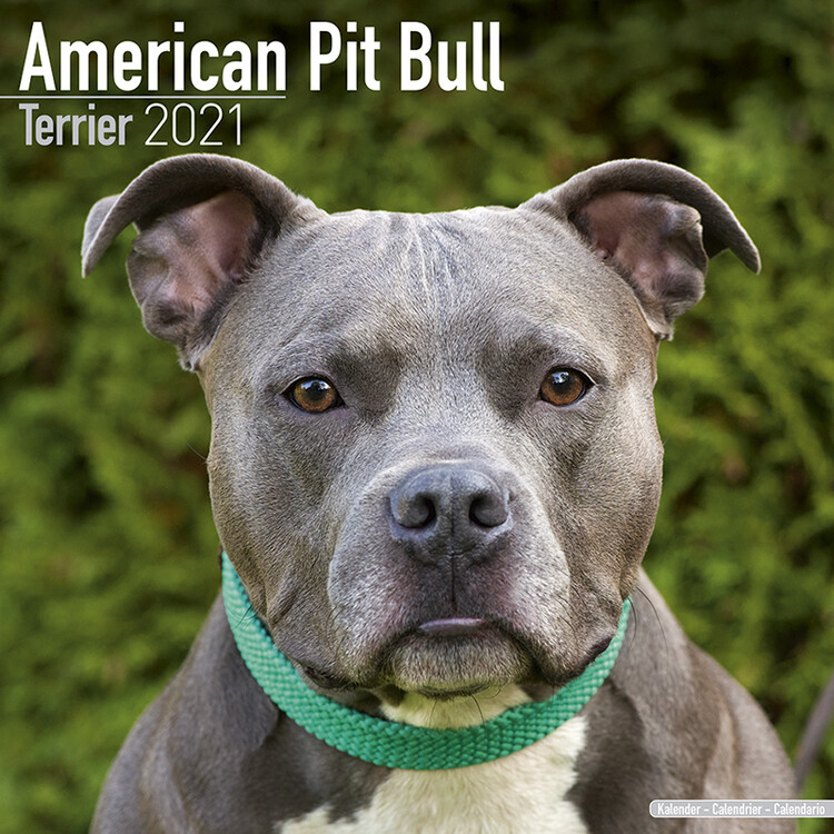 Kalendár 2027 Americký Pitbul teriér