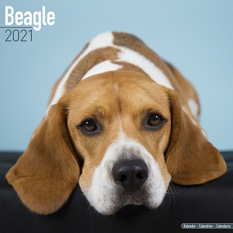 Kalender 2027 Beagle