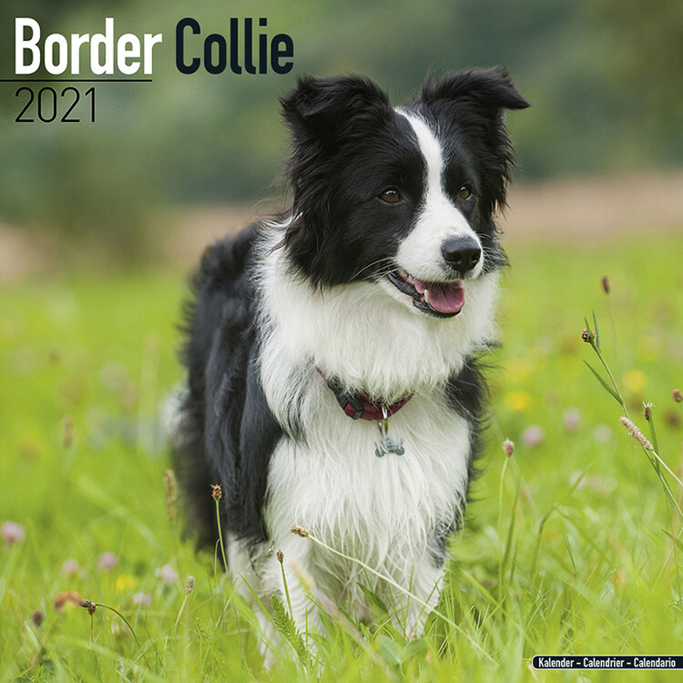 Kalender 2027 Border Collie