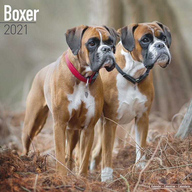 Kalendár 2027 Boxer