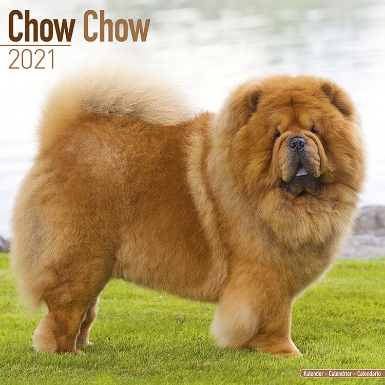 Naptár 2027 Chow Chow
