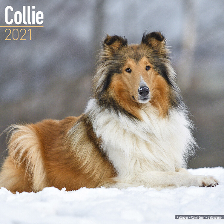 Kalender 2027 Collie