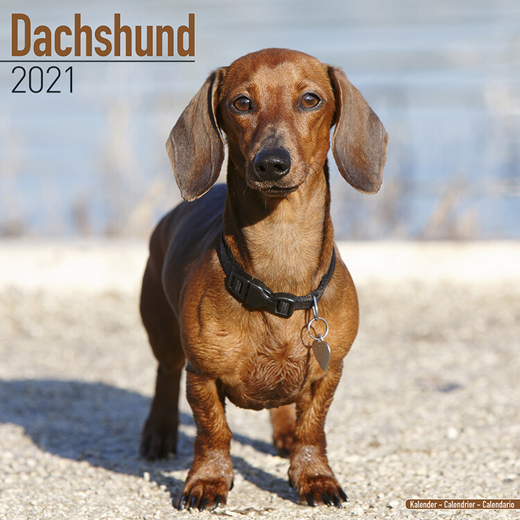 Naptár 2027 Dachshund
