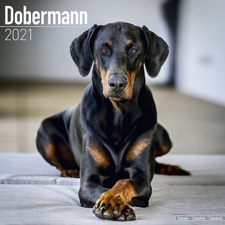 Kalender 2027 Dobermann