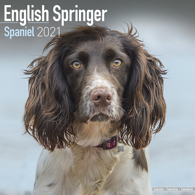 Naptár 2027 Eng Springer Spaniel