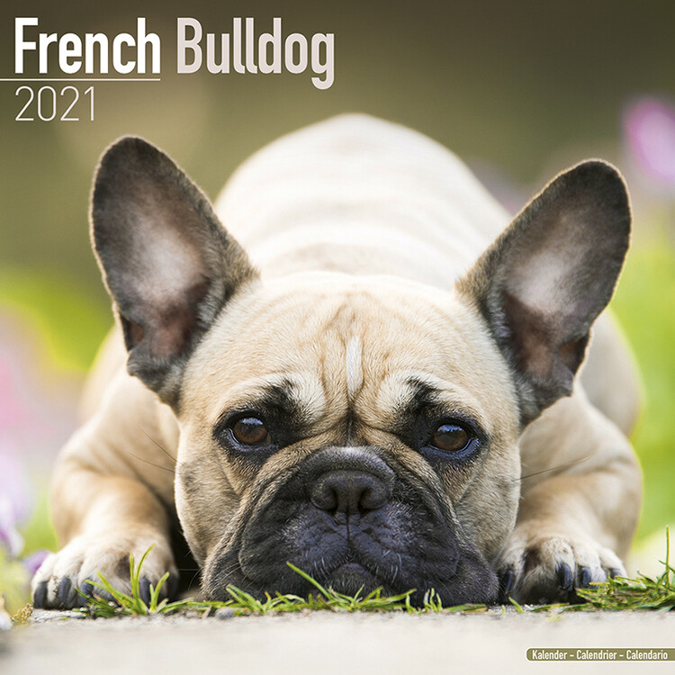 Calendario 2027 French Bulldog