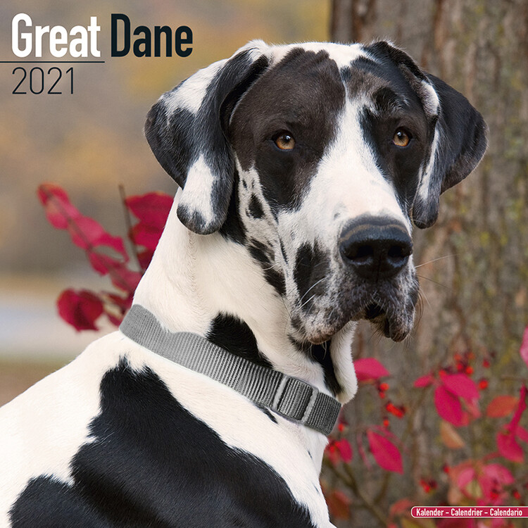 Kalender 2027 Great Dane