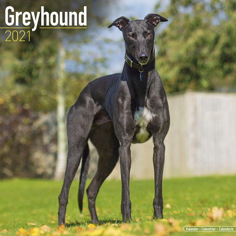 Naptár 2027 Greyhound