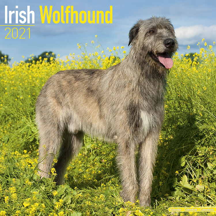 Naptár 2027 Irish Wolfhound