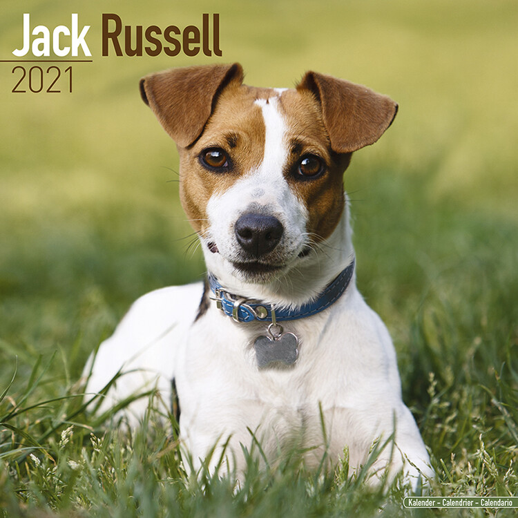 Naptár 2027 Jack Russell