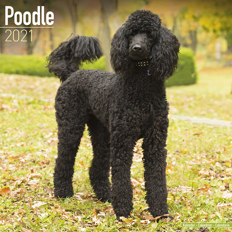 Naptár 2027 Poodle