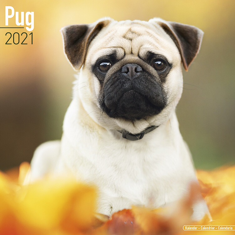 Kalender 2027 Pug