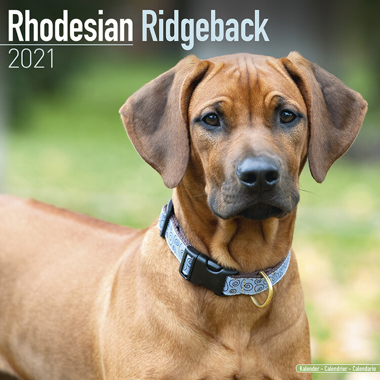 Kalender 2027 Rhodesian Ridgeback