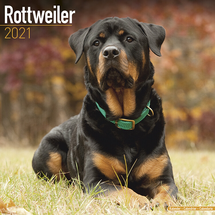 Kalender 2027 Rottweiler