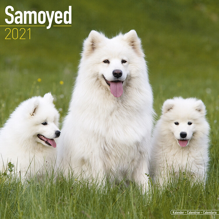 Kalender 2027 Samoyed