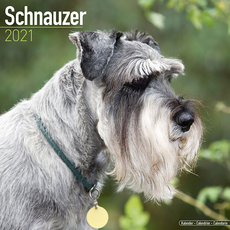 Naptár 2027 Schnauzer