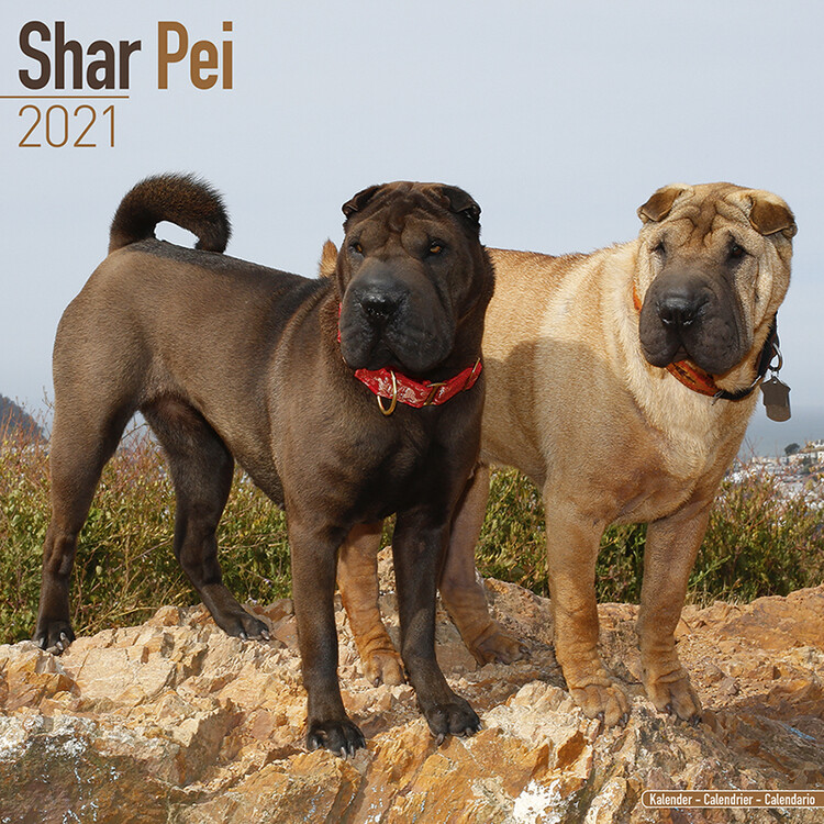 Naptár 2027 Shar Pei