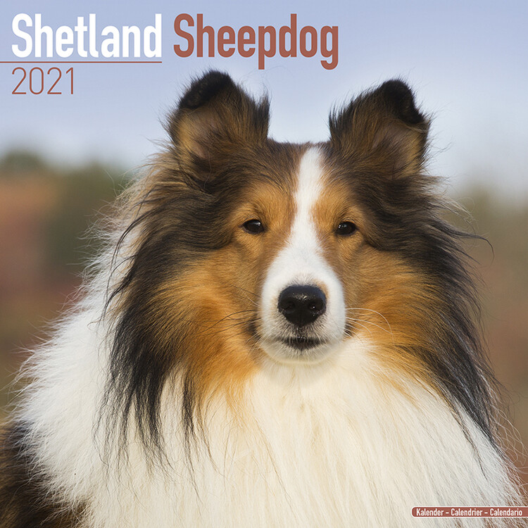 Kalendář 2027 Shetlie