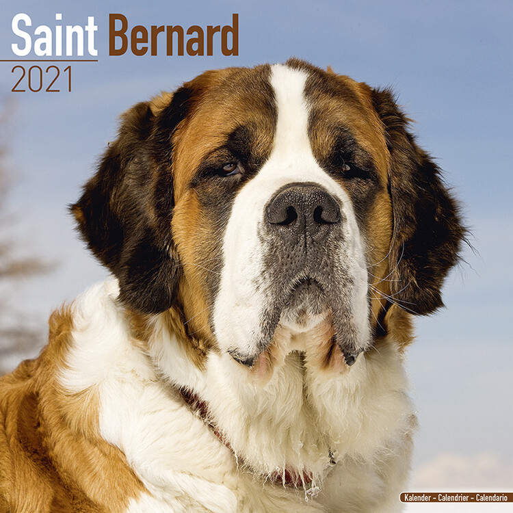 Naptár 2027 Saint Bernard
