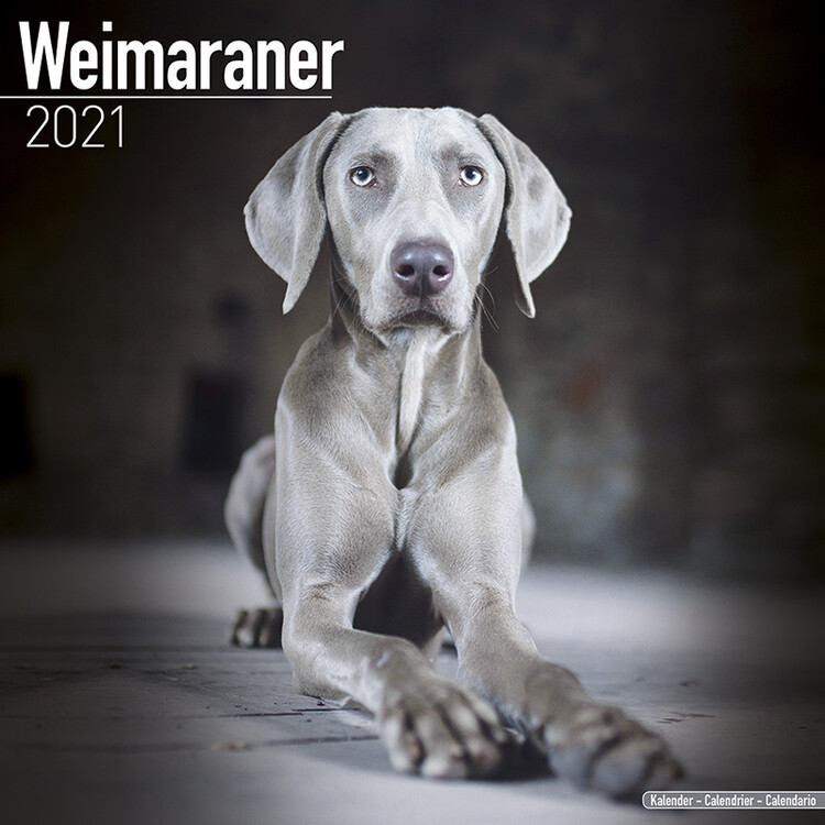 Naptár 2027 Weimaraner