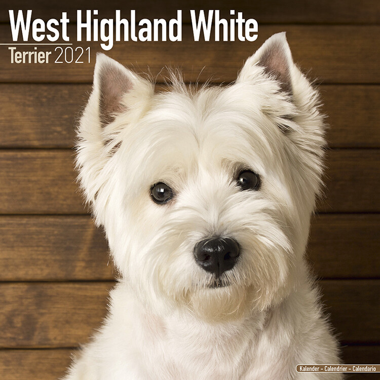 Kalender 2027 West Highland Terrier