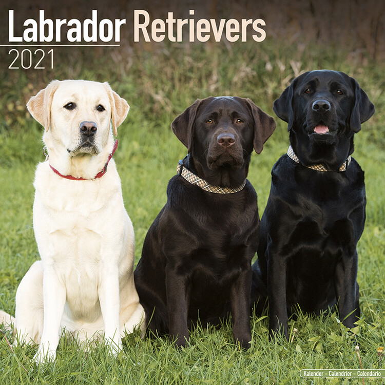 Naptár 2027 Labrador Ret (Mixed)