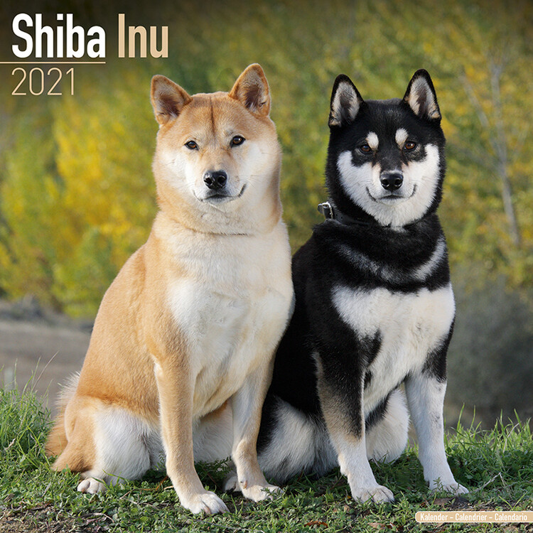 Calendario 2027 Shiba Inu