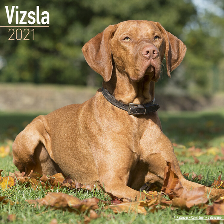 Naptár 2027 Vizsla