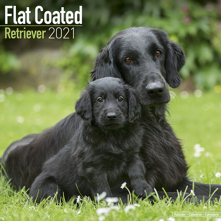 Naptár 2027 Flat Coated Retriever